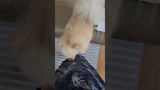 명탐정 포메예진♡ 무슨 냄새가 나나요? 포기하지 않고 끝까지 따라다니며 냄새를 맡네요💕 너무 귀여워요 😍 #cute #puppy #pomeranian #포메예진