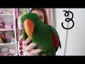 The Bird Stays 3 (PrettyPastelPlease Archie compilation)