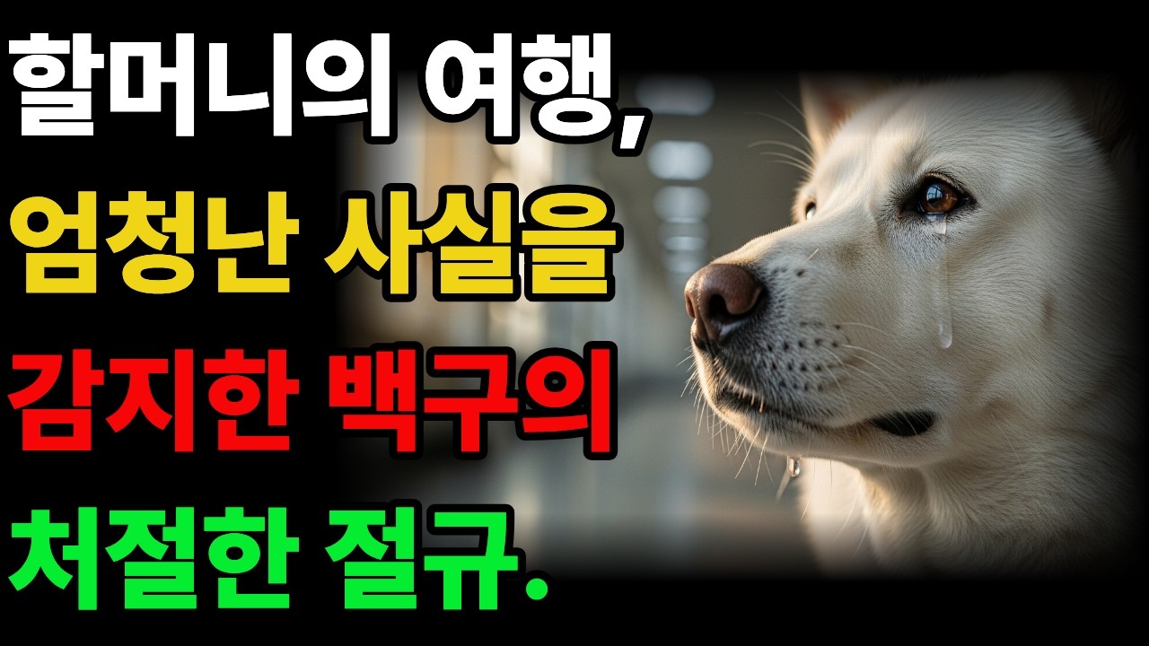 할머니의 여행을 막기위해, 미친듯이 달려드는 백구의 충격적인 이유 #진돗개사연 #진돗개 #백구 #강아지  #황혼사연 #감동사연 #노후 #황혼 #오디오북
