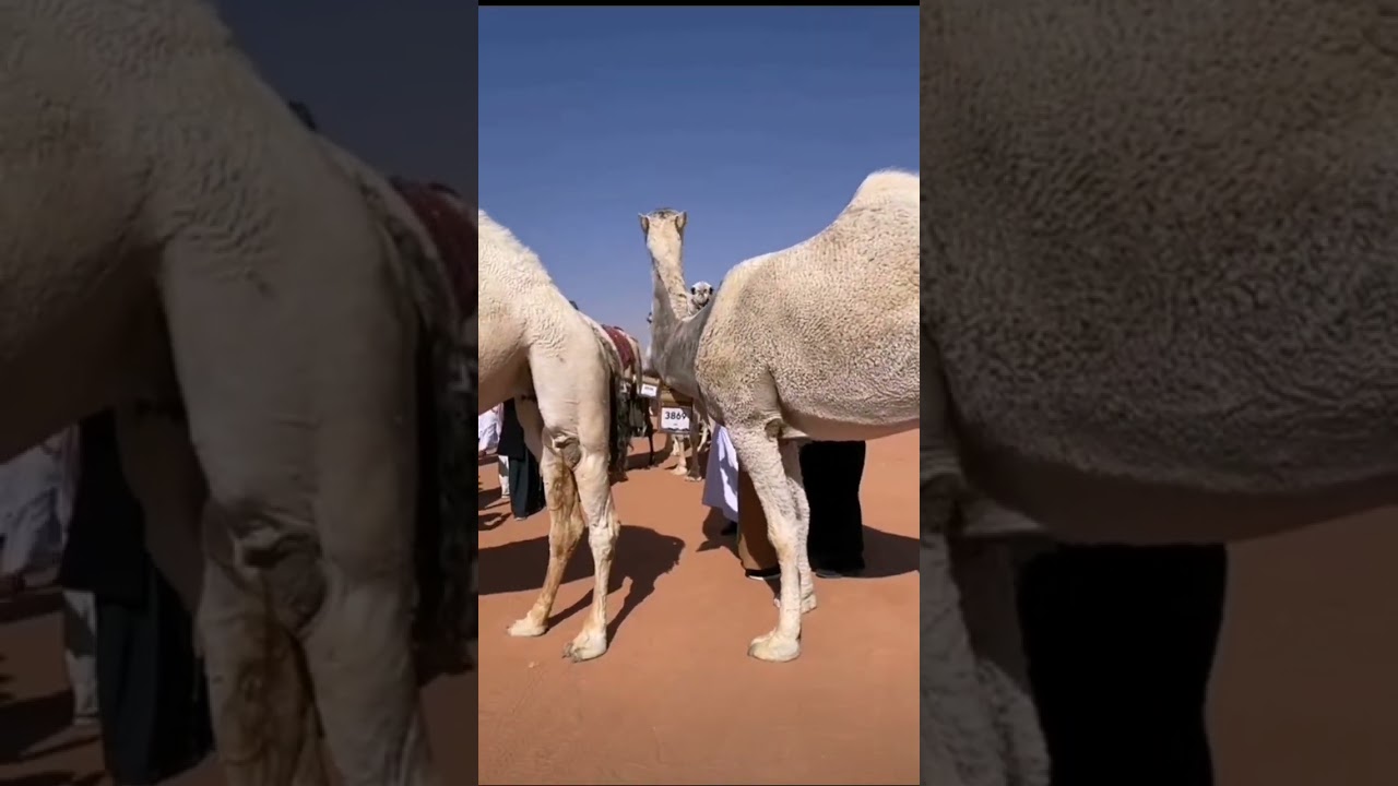 فرديات ابن جخدب وناقة عمير مضيمه،المشارك في شوط جل الوضح #الصياهد 2023