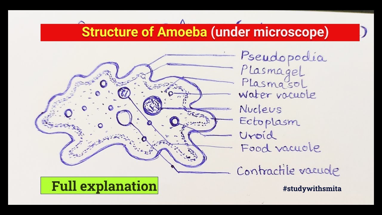 Structure of Amoeba under microscope fully explainedamoeba biology 