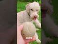 🐶🧠 Labradoodle – flauschig, clever &amp; fast allergiefrei?! 😲✨ #Shorts
