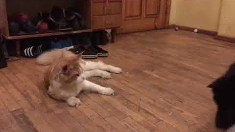 Video 11752601: maine coon cat playing