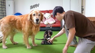 Diet of cat&dog siblings with opposite MBTI by 망치와응팔 13,145 views 1 year ago 7 minutes, 34 seconds