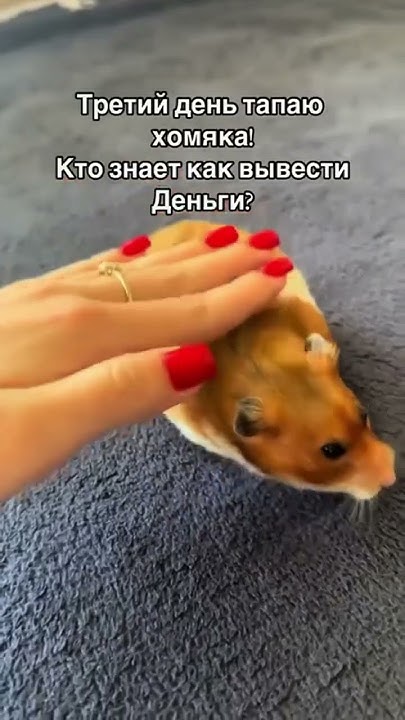 ТАП ТАП ️‍🔥 #shortsvideo - YouTube