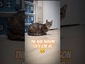 ​The Real Reason Cats Love Us #cat #catshorts #cats #pets #funnyanimals  #catlovers