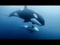 Las Orcas O Ballenas Asesinas