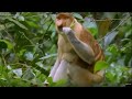 Proboscis Monkey | Wild Indonesia | BBC