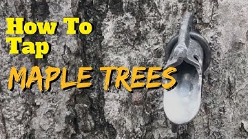 Tapping Maple Trees for Syrup