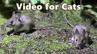 Cat Tv Mice 🐭 Mouse For Cats To Watch On Tv
