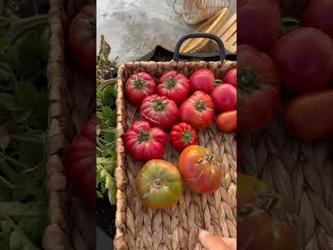 حصاد 21 من سطح البيت زراعة منزلية عضوية اكسبلور  زراعة حصاد زراعة منزلية