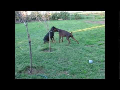 My Dobermanns and Wobblers Syndrome watch v=jtd3WdcXJdA