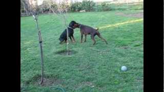 My Dobermanns and Wobblers Syndrome