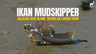 Download Lagu Mudskipper: Ikan yang \ MP3 Download Lagu Mudskipper: Ikan yang \ MP3