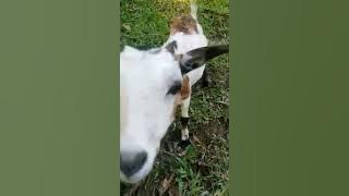 #beuatiful goat