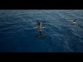 We didnt see pirates but we saw orcas attacking sharks!