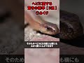 ヘビに関する驚きの雑学【3選】 #ヘビ #巳 #雑学