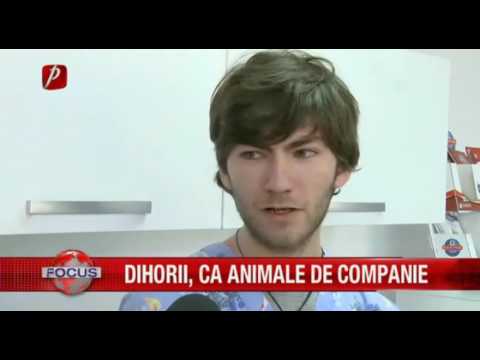 Video: Dihorii Ca Animale De Companie: Argumente Pro și Contra