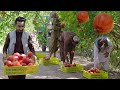 Kandahar Pomegranate Arghandab Afghanistan د کندهار انار 