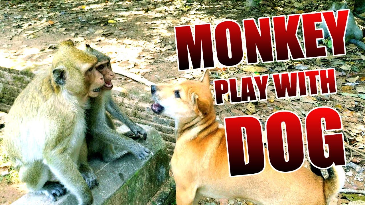 Monkeys play with Dog YouTube