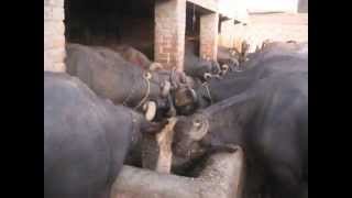 Cattle & Dairy FARM: Call SMEDA.ORG +92 042 111 111456 OCT 18 2009  Sharak Pur Sharif Pakistan