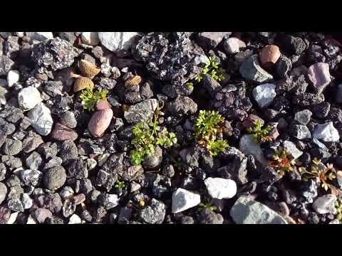 Video: Saxifrage Me Gjethe Të Ngurtë