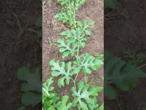 cultivo de melancia