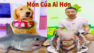 Thú Cưng TV | Tứ Mao Đại Náo #45 | Chó Golden Gâu Đần thông minh vui nhộn | Pets cute smart dog