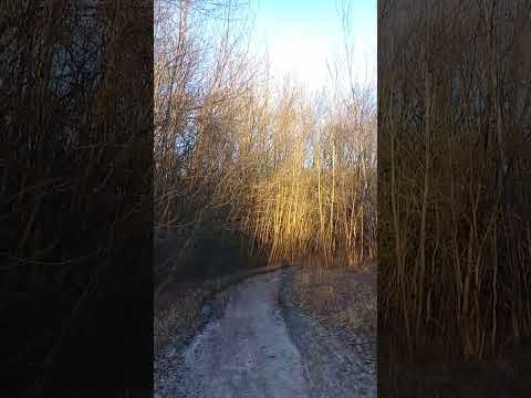Лес у Хопра
