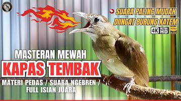 SUARA KAPAS TEMBAK GACOR 24 JAM! MASTERAN KATEM JERNIH LANGSUNG NGEROLL & TEMBAKAN KERAS! - KTG03