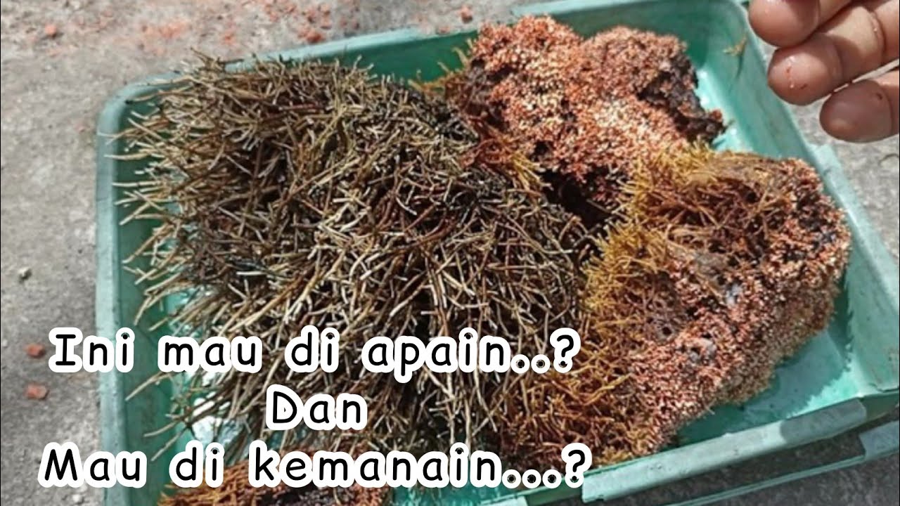 CARA MENYIMPAN BIANG JAMUR JAKABA || CARA MEMBUAT JAMUR JAKABA