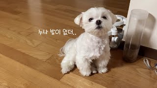 [ENG SUB] It's So Hard To Get Food🐶