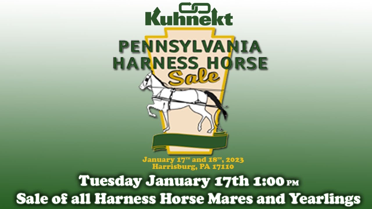 2023 PA Harness Horse Sale Sale of all Harness Horse Mares YouTube