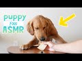 Golden retriever and german shepherd food review