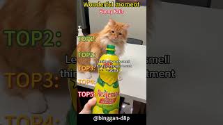 #CatLife #PetLife #FurBaby #HouseCat #PetVideos