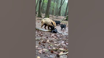 Mother wild boar teaches her children how to eat python meat