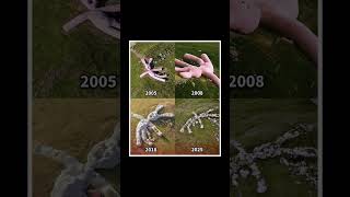 2005 vs 2025 💀 Cursed Bunny Evolution | This Got DARK 😳 #viral