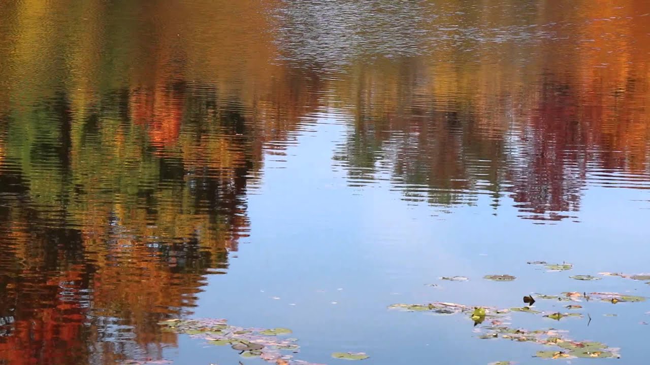 Fall Colors at Quarton Lake, Birmingham, MI YouTube
