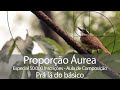 Proporção Áurea - Especial 50.000 Inscrições - Aula grátis de composição, prá lá do básico.