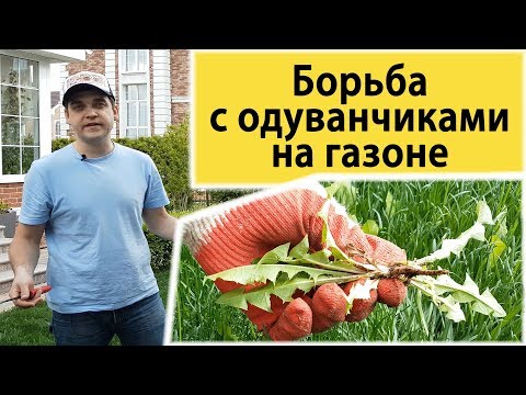 Вопрос: Как избавиться от росички на газоне?