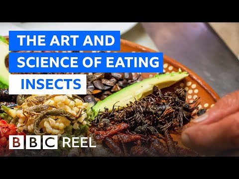 Video: Hominidele mănâncă insecte?
