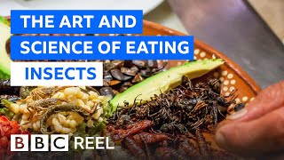 Should we all be eating insects?  BBC REEL