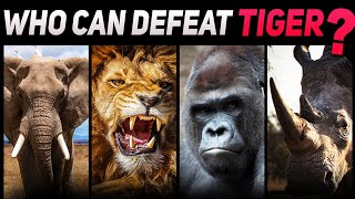10 Animals that Could Defeat a Tiger( New list)