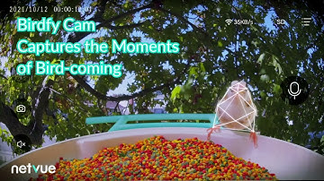 Netvue Birdfy Introduction Video - Short Format