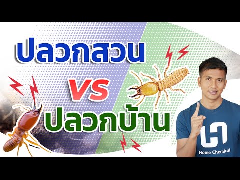 วีดีโอ: เศษปลวกมีลักษณะอย่างไร?