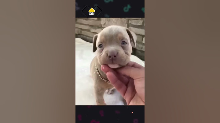 Chó Pitbull dậy thì Thành Công