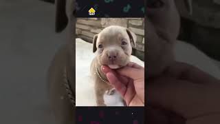Ch Pitbull Dy Th Thnh Cng