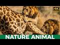 Lion vs Giraffe: Savage Battle for Survival in the African Wild | Wildlife Documentary