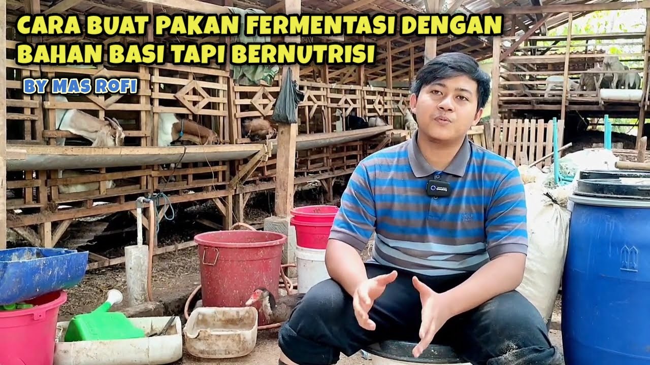 CARA MUDAH BUAT FERMENTASI MURAH DARI LIMBAH DAUN KERING DAN BUAH BUSUK