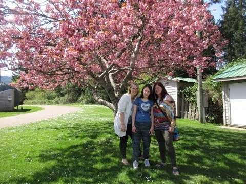 Video: Kwanzanin kirsikkapuun hoito: Kwanzanin kirsikkapuun kasvattaminen